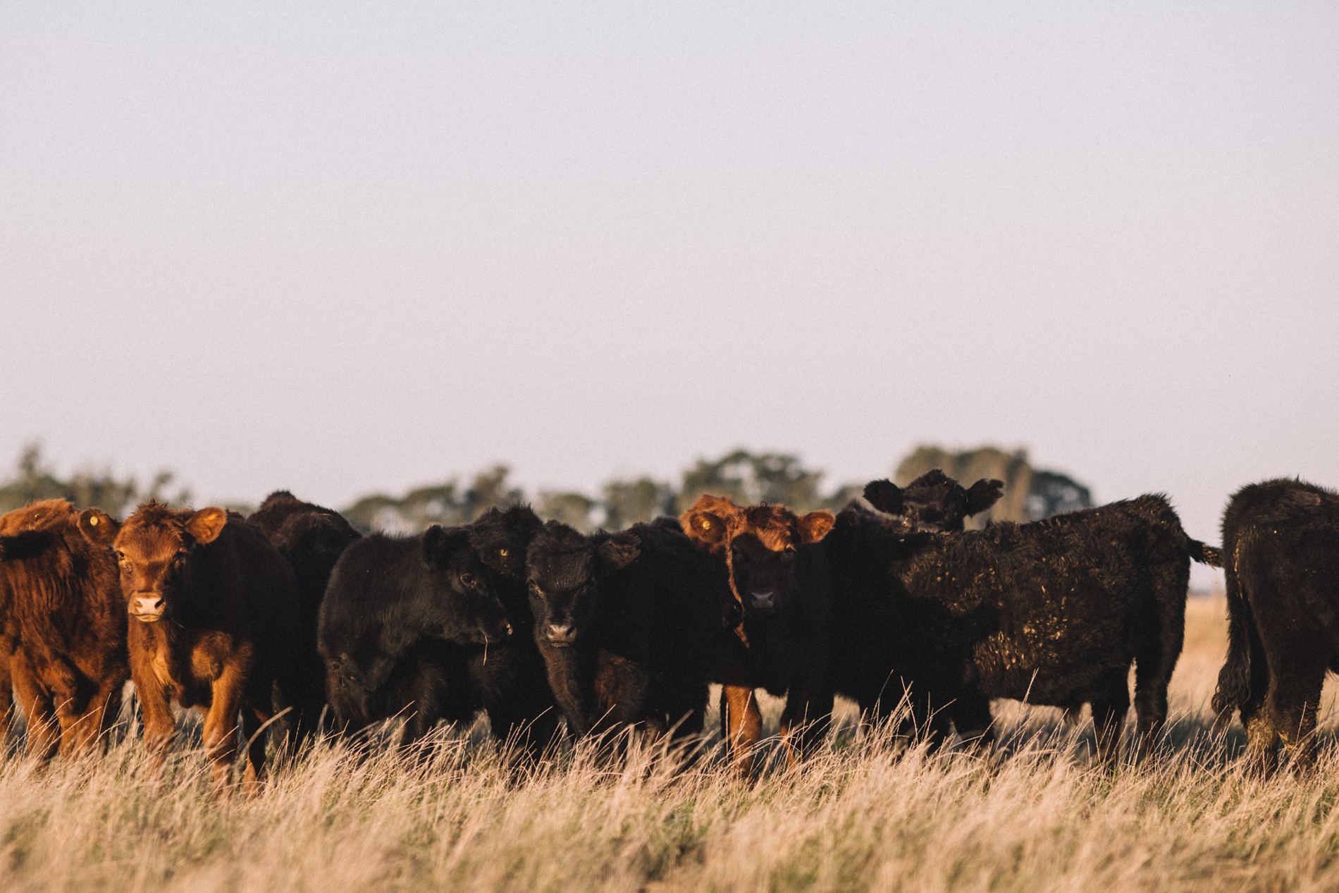 Mandria Black Angus al pascolo a Los Juancitos, Balcarce